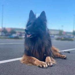 Aslan - German Shepherd