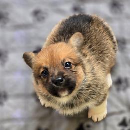 Bear Girl - Sable female American Corgi puppy in Tallahassee, Florida from Koko's Korgis