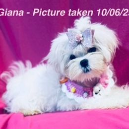 Maltese puppies from Lydia's Maltese and Yorkshire Terriers