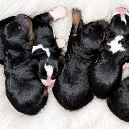 Lucy - Tri-color female Bernedoodle puppy in Lancaster, Missouri from Cavapoo Acres