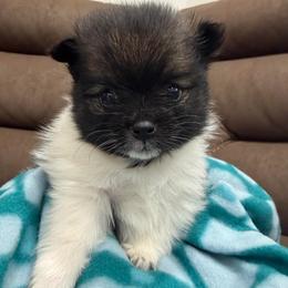 Boy 1 - Black and tan parti male Pomeranian puppy in Los Angeles, Santa Clarita, California from LT_Poms