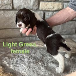 Light green - Liver and white female English Springer Spaniel puppy in Cincinnati, Ohio from Torco Play Acres
