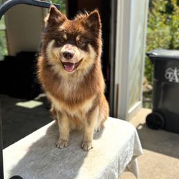 Tucci - Brown male Finnish Lapphund puppy in Senatobia, Mississippi from TaylorMade Finnish Lapphunds