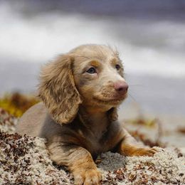 Dachshund puppies from ThePuppyVille