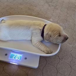 Golden Retriever Puppies from Danielle Kemper