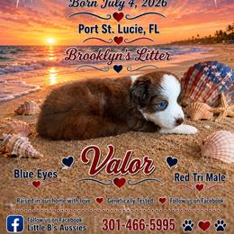 Red tri - Red tri male Miniature Australian Shepherd puppy in Port Saint Lucie, Florida from Charlene Brannon's Mini Australian Shepherds