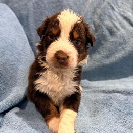 Sam - Red tri-color male Australian Shepherd puppy in Atkinson, Illinois from Diamond Ridge Aussies