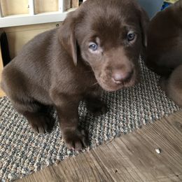 Labrador Retriever Puppies from Post Family Retrievers