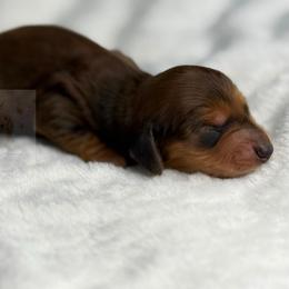 Heath - Red male Dachshund puppy in Goodyear, Arizona from D&C Royal Dachshunds LLC