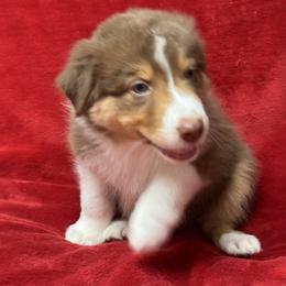 Pino noir - Red tri-color male Australian Shepherd puppy in Wrightstown, New Jersey from Hartzland Farm Australian Shepherds