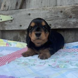 Lotus - Black and tan female Dachshund puppy in Squires, Missouri from Hudson’s Hounds