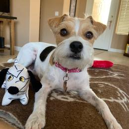 Curly - Jack Russell Terrier