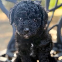 Lil Chick - Black male Poodle puppy in Acampo, California from Kennison Lane Poodles