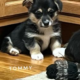 Tommy with Health Guarantee - Black and tan male Pembroke Welsh Corgi puppy in Vernal, Utah from Bingo's Kennel