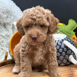 Archie - Apricot male Double Doodle puppy in Hayden, Alabama from Agape Southern Farms
