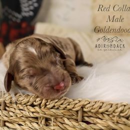 Red collar - Merle male Goldendoodle puppy in Plattsburgh, New York from Adirondack Poodles Goldendoodles,Bernedoodles & Schnoodles