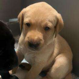 Brown - Yellow male Labrador Retriever puppy in Dennis, Mississippi from Outlaw Ridge Kennels