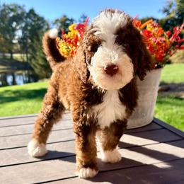 Binx - Brown and white male Aussiedoodle puppy in Taylor, Missouri from Pawsitively Doodles