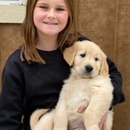 Golden Retriever Puppies from Risa’s Goldens