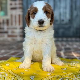 Yellow - Black female Goldendoodle puppy in Celina, Texas from Kennedy Doodles