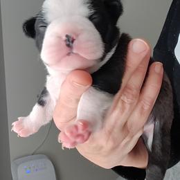 French Bulldog Puppies from Legends Frenchton's and French Bulldogs