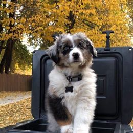 Australian Shepherd Puppies from RMW RANCH Australian Shepherds