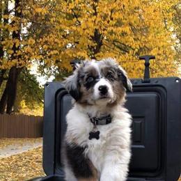 Australian Shepherd Puppies from RMW RANCH Australian Shepherds