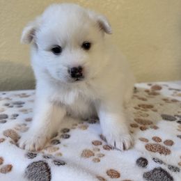 Kibo - White male American Eskimo Dog puppy in Hesperia, California from Bella's American Eskimos