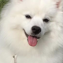 American Eskimo Dogs from Wintersun Eskies of Tennessee
