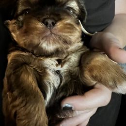 Shih Tzu Puppies from Meihem Pups