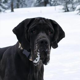 Dahlia - Great Dane
