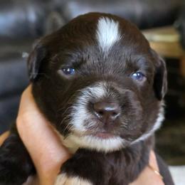 Sage - Red tri female Miniature Australian Shepherd puppy in Paris, Texas from Blue Envy Mini Aussies