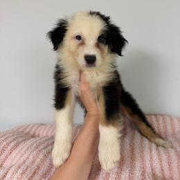 Pina Colada - Black tri-color female Australian Shepherd puppy in Anniston, Alabama from All Hale Aussies