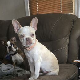 Delta - Boston Terrier