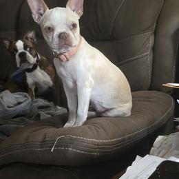 Delta - Boston Terrier