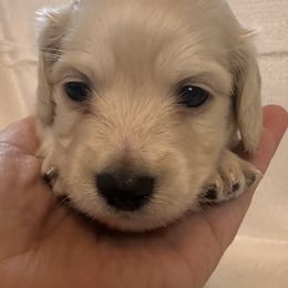 Herbie - Cream male Dachshund puppy in Memphis, Tennessee from River City Doxies