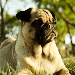 Lucy - Pug