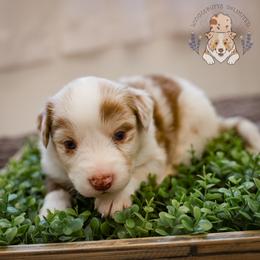 Latte - Red merle male Miniature Australian Shepherd puppy in Hearne, Texas from Wigglebutts Unlimited
