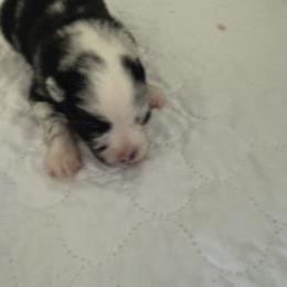 This little one is named Kota - Blue merle male Pomeranian puppy in Dillon, Montana from Medicine Lodge Poms LLC