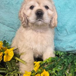Tater Tot - Buff male Cocker Spaniel puppy in Greers Ferry, Arkansas from Lake Area Cuddly Cockers