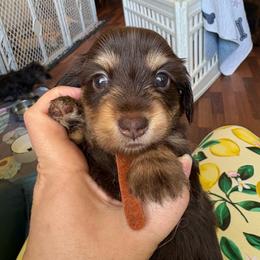 Pepper's Fluffy Chocolate 'n Tan - Chocolate and tan female Dachshund puppy in Ocala, Florida from Island Farms Mimi’s Dachshunds Florida