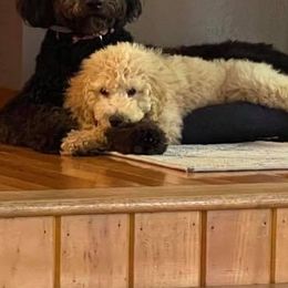 Goldendoodles from Bargos Dandy Doodles