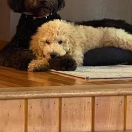 Goldendoodles from Bargos Dandy Doodles