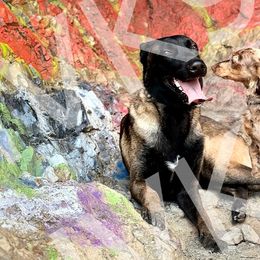 Belgian Malinois and Dachshunds from InnerVision K9 & Dachs