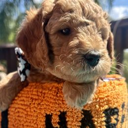 Boy 1 - Goldendoodle puppy from Doodlesoflove