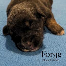 Forge - Black tri-color male Australian Shepherd puppy in Columbia, Kentucky from Caywood Aussies