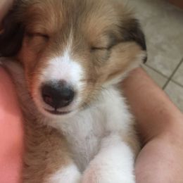 Collie and Old Time Scotch Collie Puppies from Oasis Farm Collies