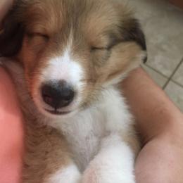 Collie and Old Time Scotch Collie Puppies from Oasis Farm Collies