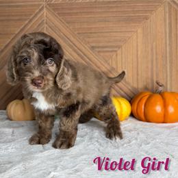 Girl 2 - female Goldendoodle puppy in Modesto, California from Two Doods Doodles