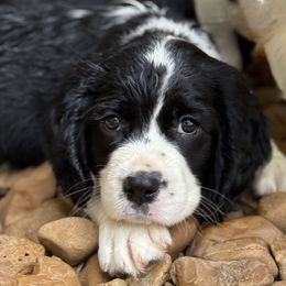 Chickasaw - Black and white female English Springer Spaniel puppy in Yellville, Mississippi from Butterfield Trail Farm